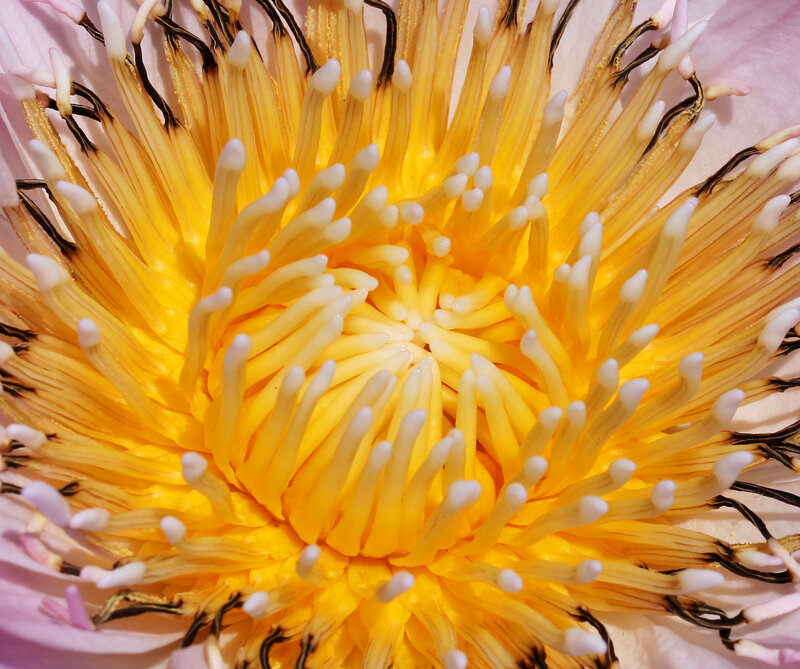 close-up of a lotus flower