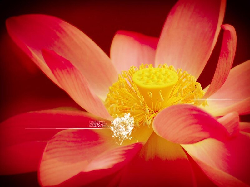Close-up of a Lotus Flower — Red