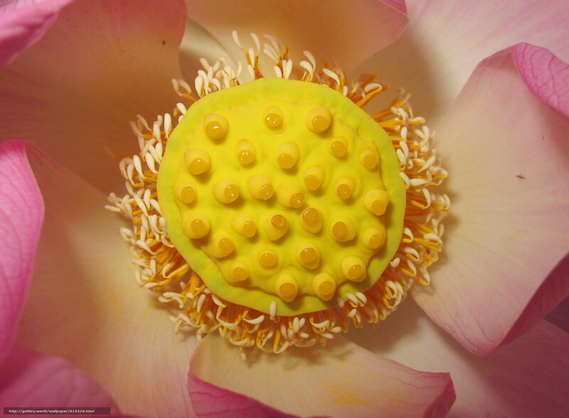 Close-up of a lotus flower