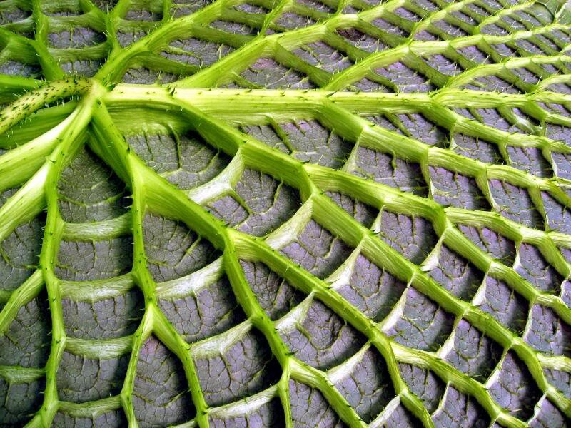 Close-up of a Lotus Leaf