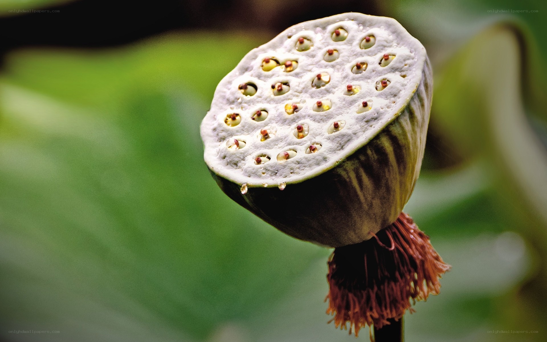 Close-up of a lotus seed pod