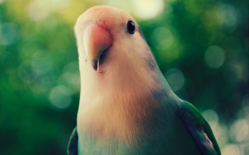 close-up of a lovebird