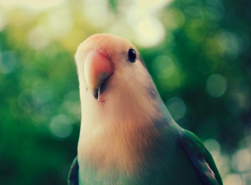 close-up of a lovebird