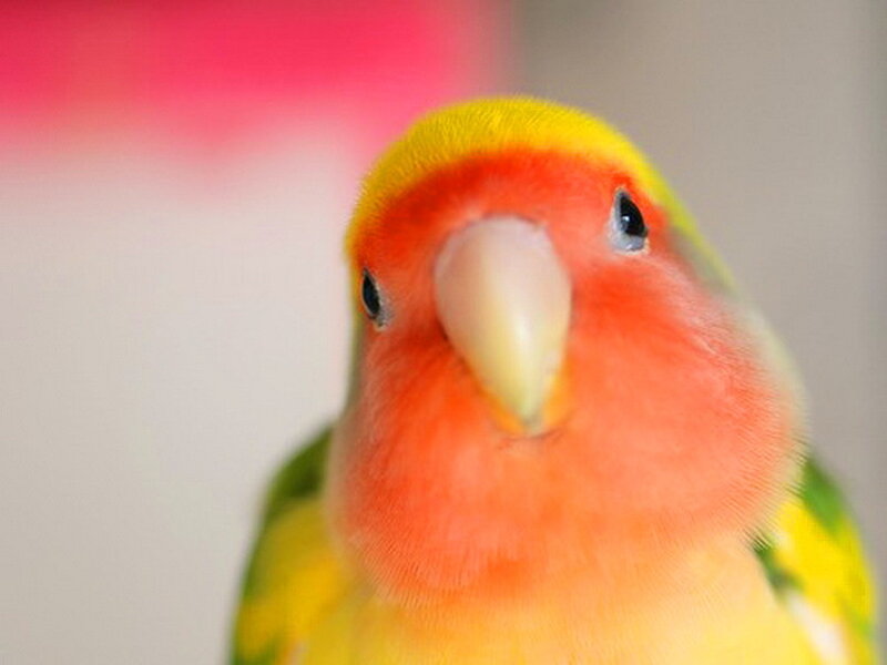 Close-up of a Lovebird — Yellow