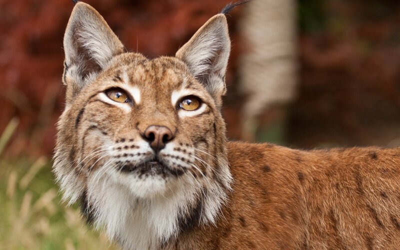 Close-up of a lynx