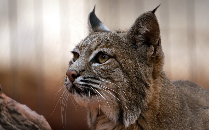 Close-up of a lynx