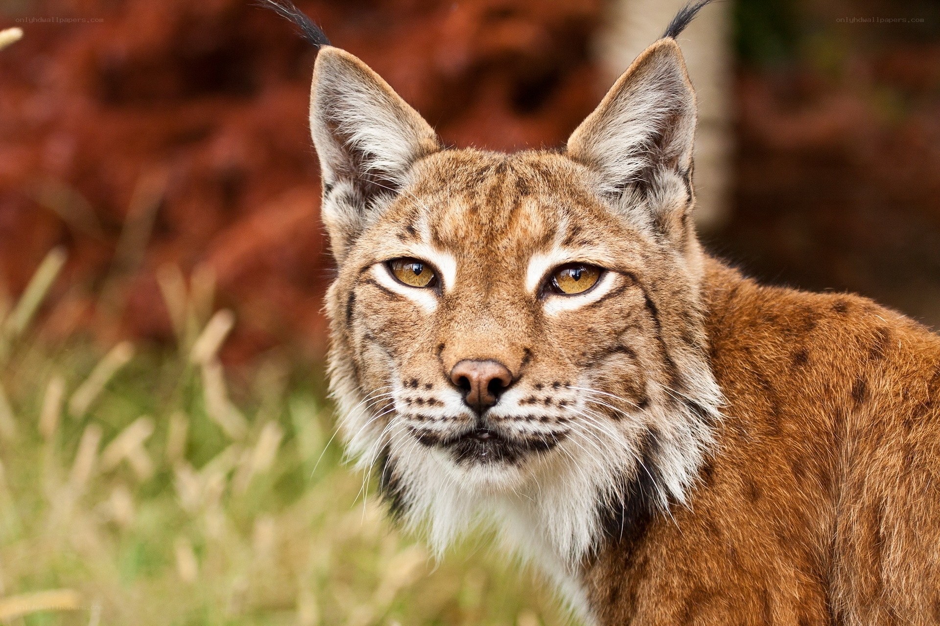 Close-up of a lynx