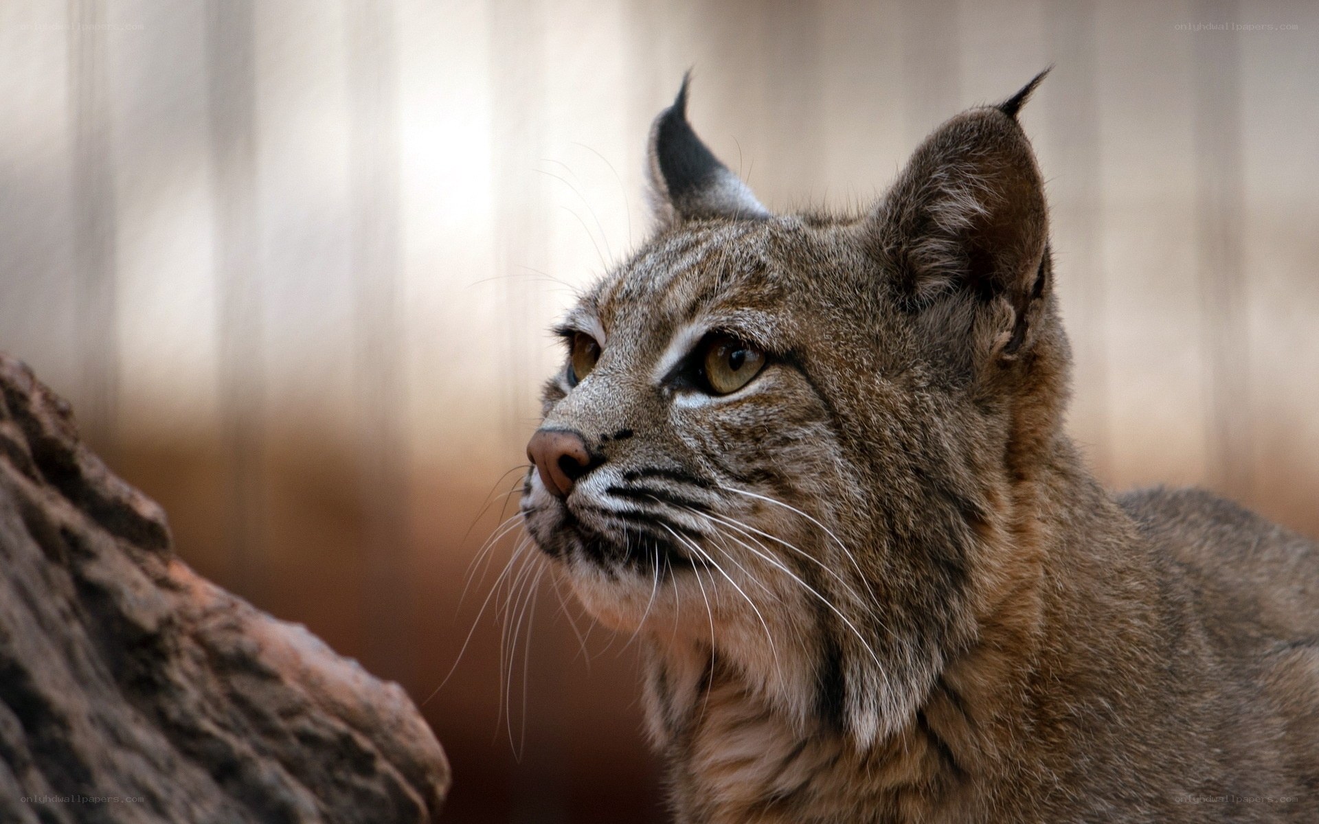 Close-up of a lynx