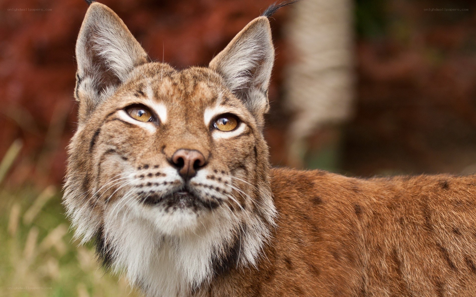Close-up of a lynx