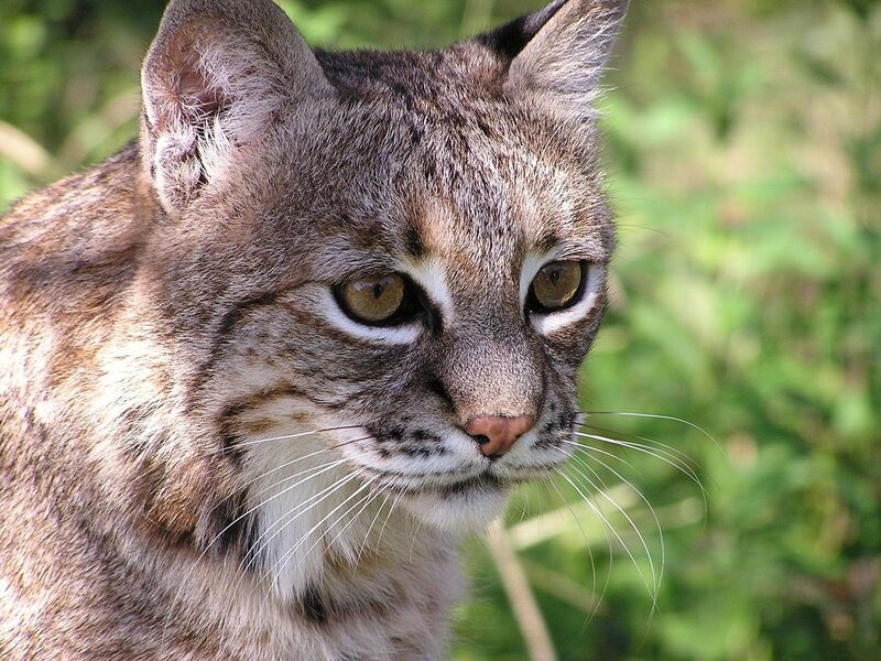 Close-up of a lynx cat
