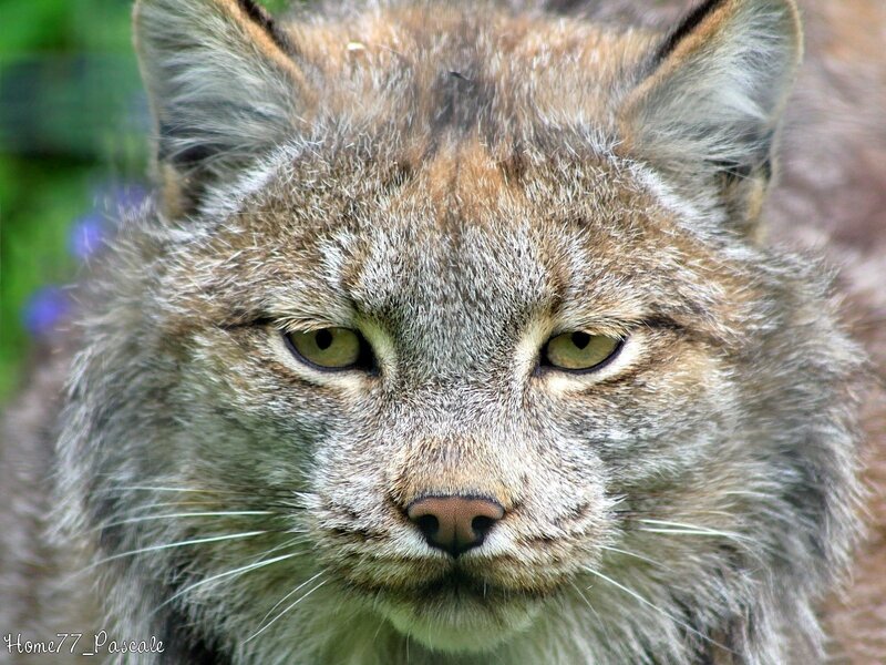 Close-up of a lynx face