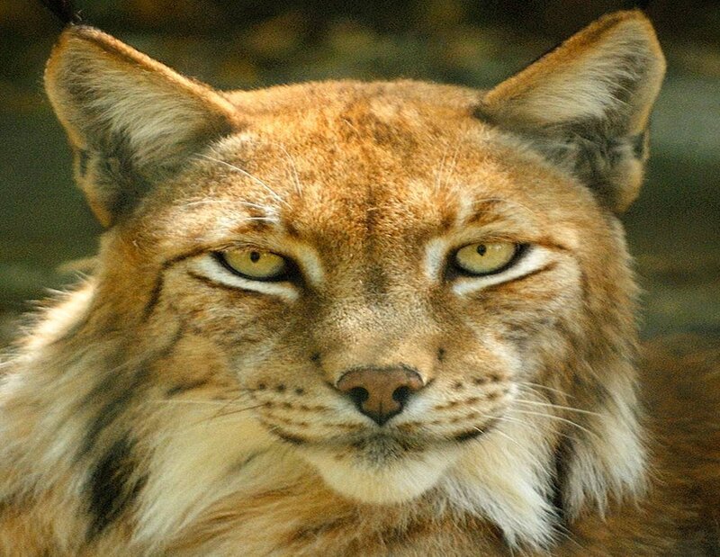Close-up of a lynx face