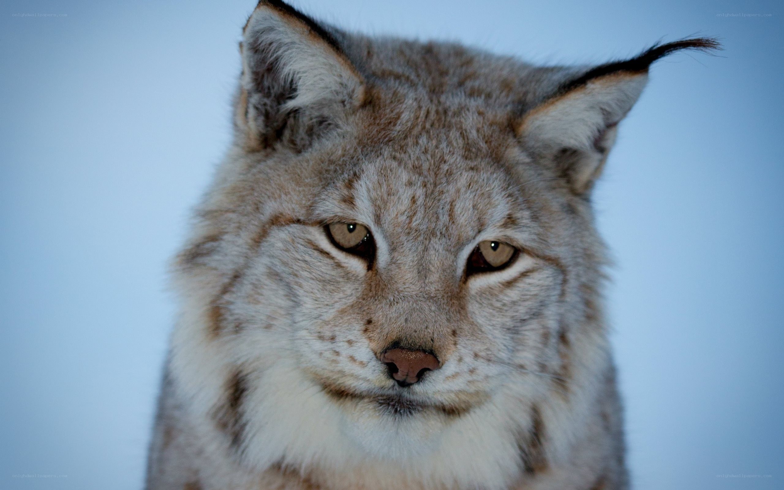 Close-up of a lynx face