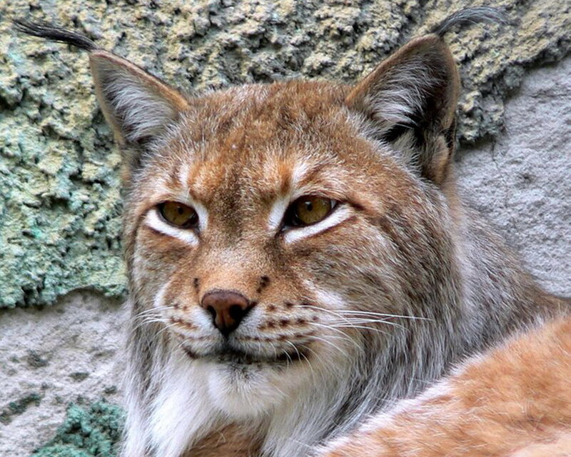Close-up of a lynx face