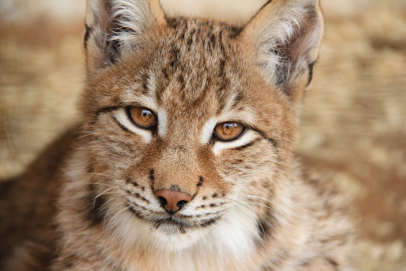 close-up of a lynx face