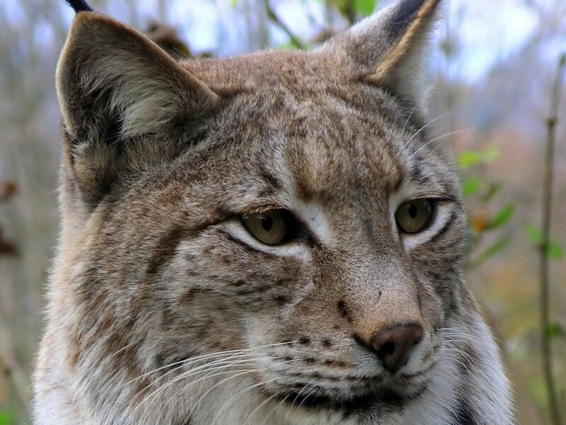 Close-up of a lynx face