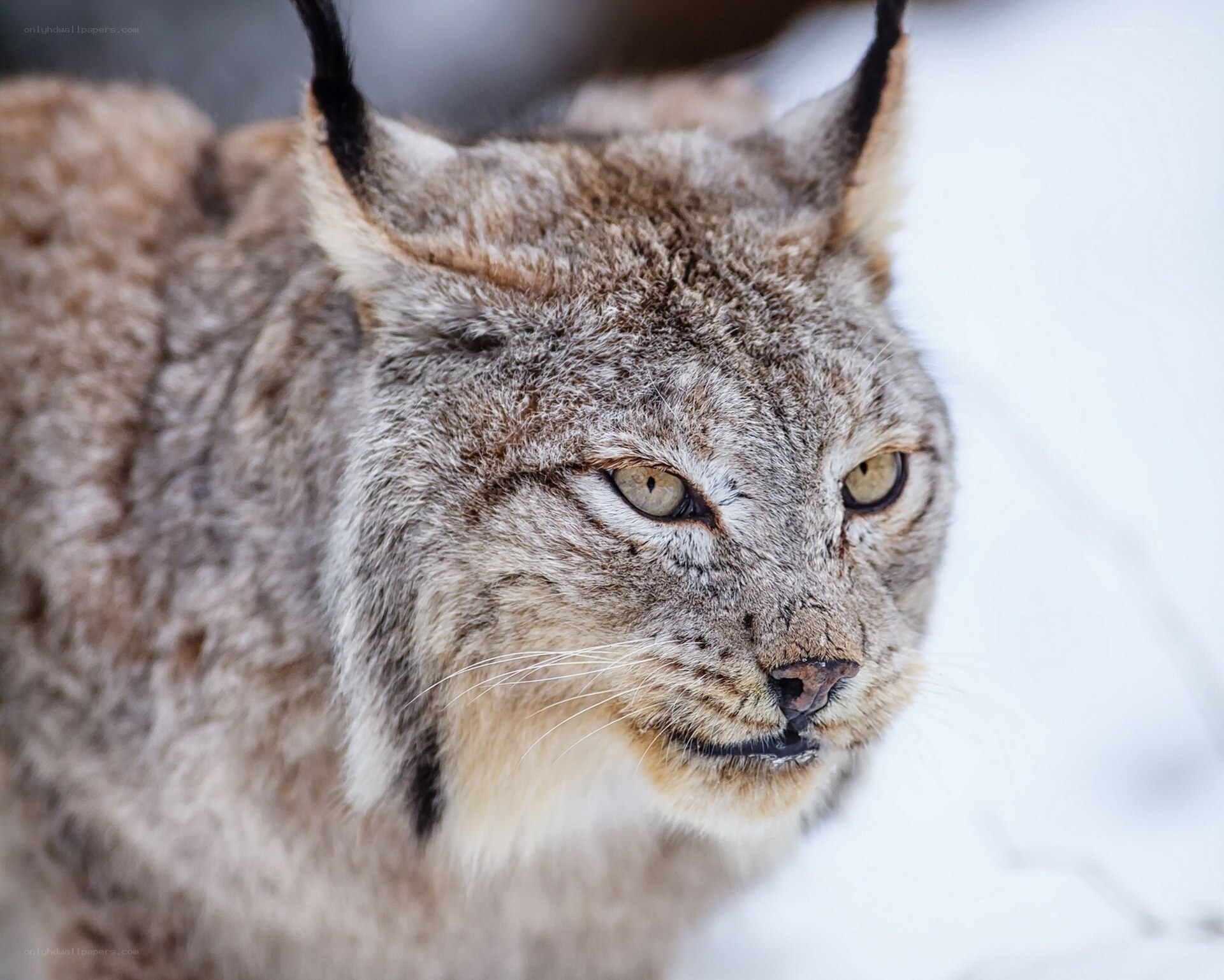 Close-up of a lynx in snow