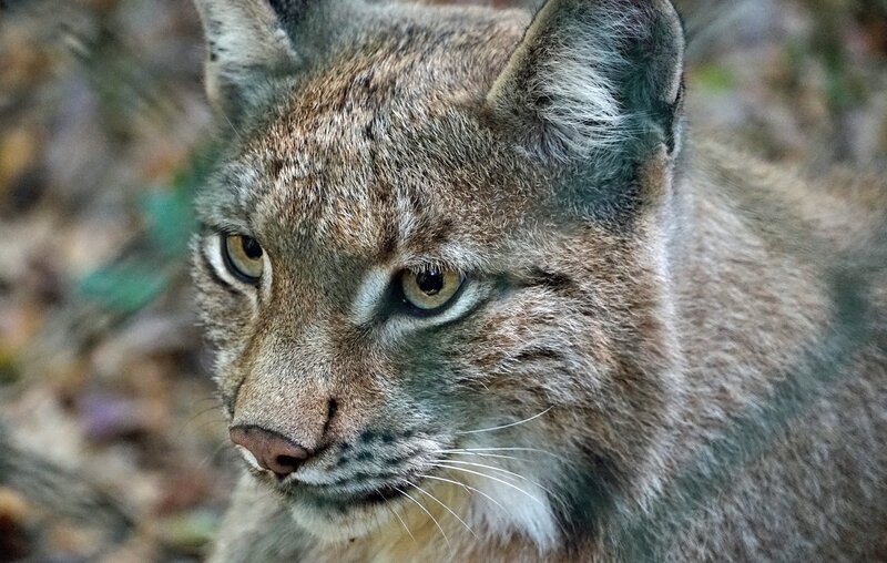 Close-up of a lynx in the wild