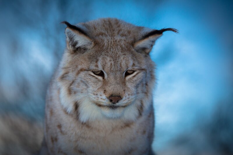 Close-up of a lynx in the wild