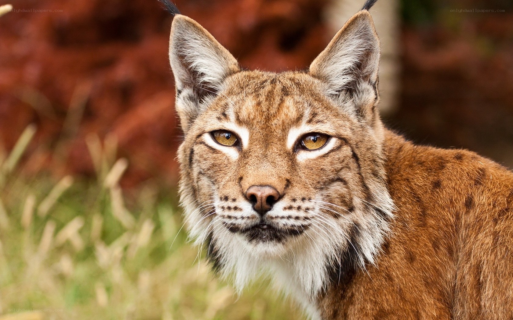 Close-up of a lynx