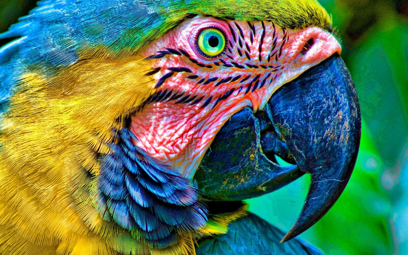 Close-up of a Macaw — Blue