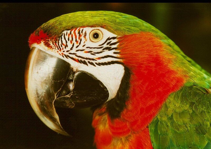 Close-up of a macaw parrot