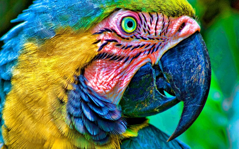 Close-up of a Macaw
