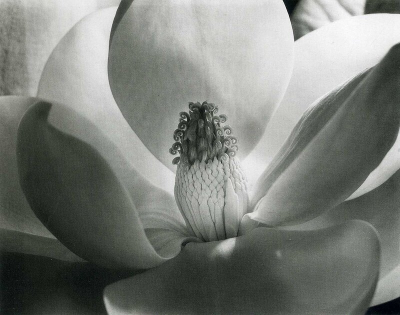 close-up of a magnolia flower