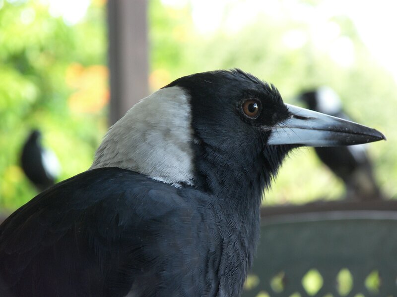 close-up of a magpie bird
