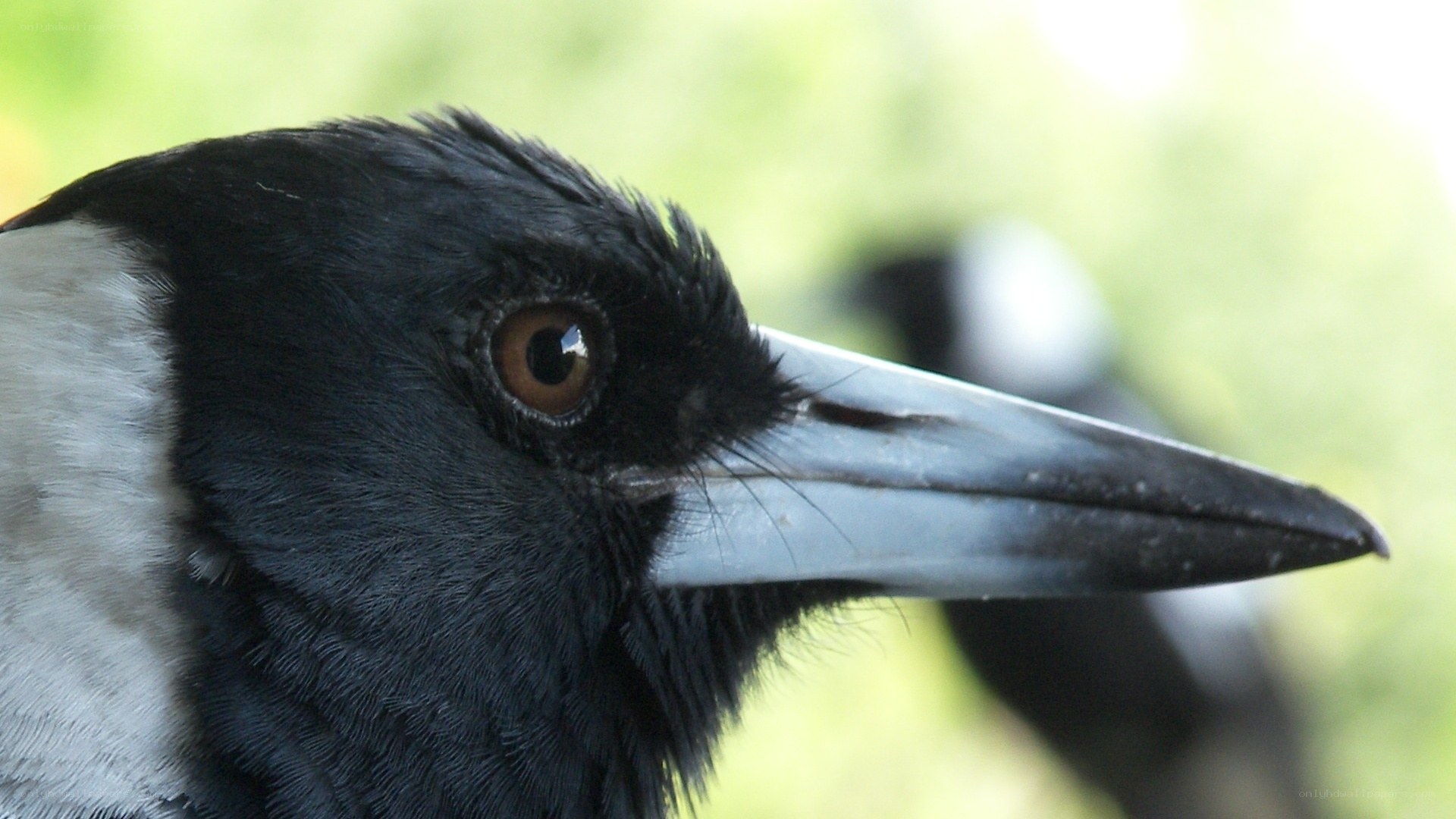close-up of a magpie