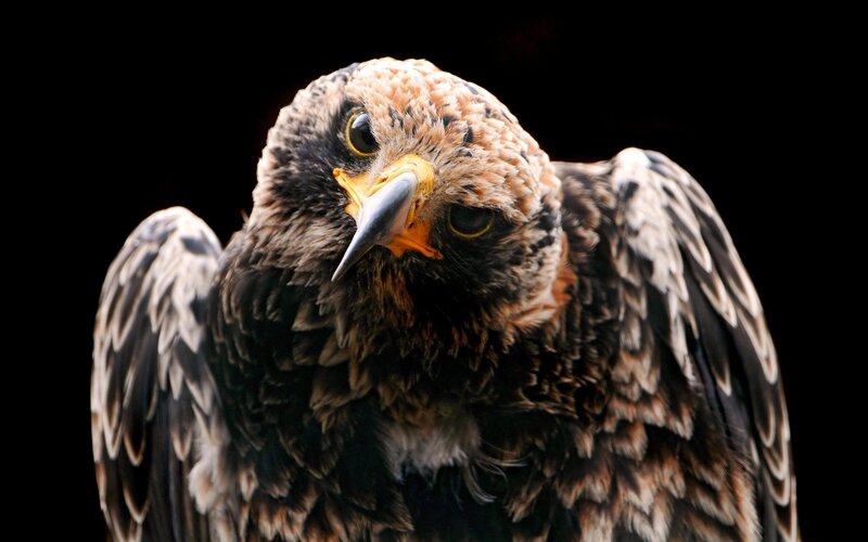Close-up of a majestic eagle