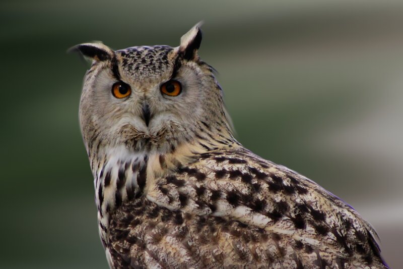 Close-up of a majestic owl
