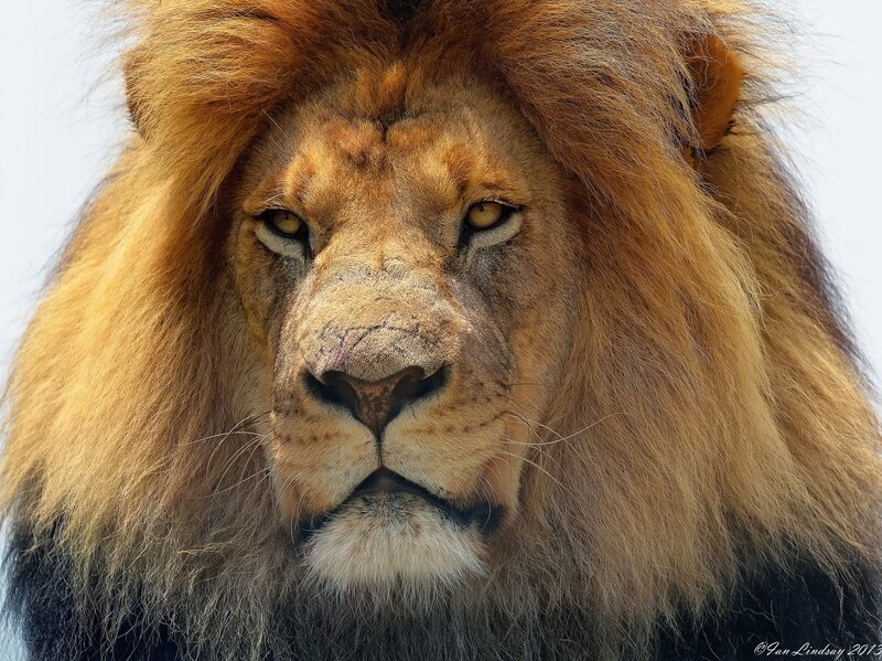 Close-up of a male lion