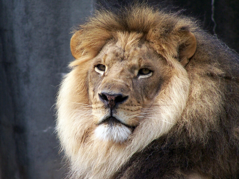 Close-up of a male lion