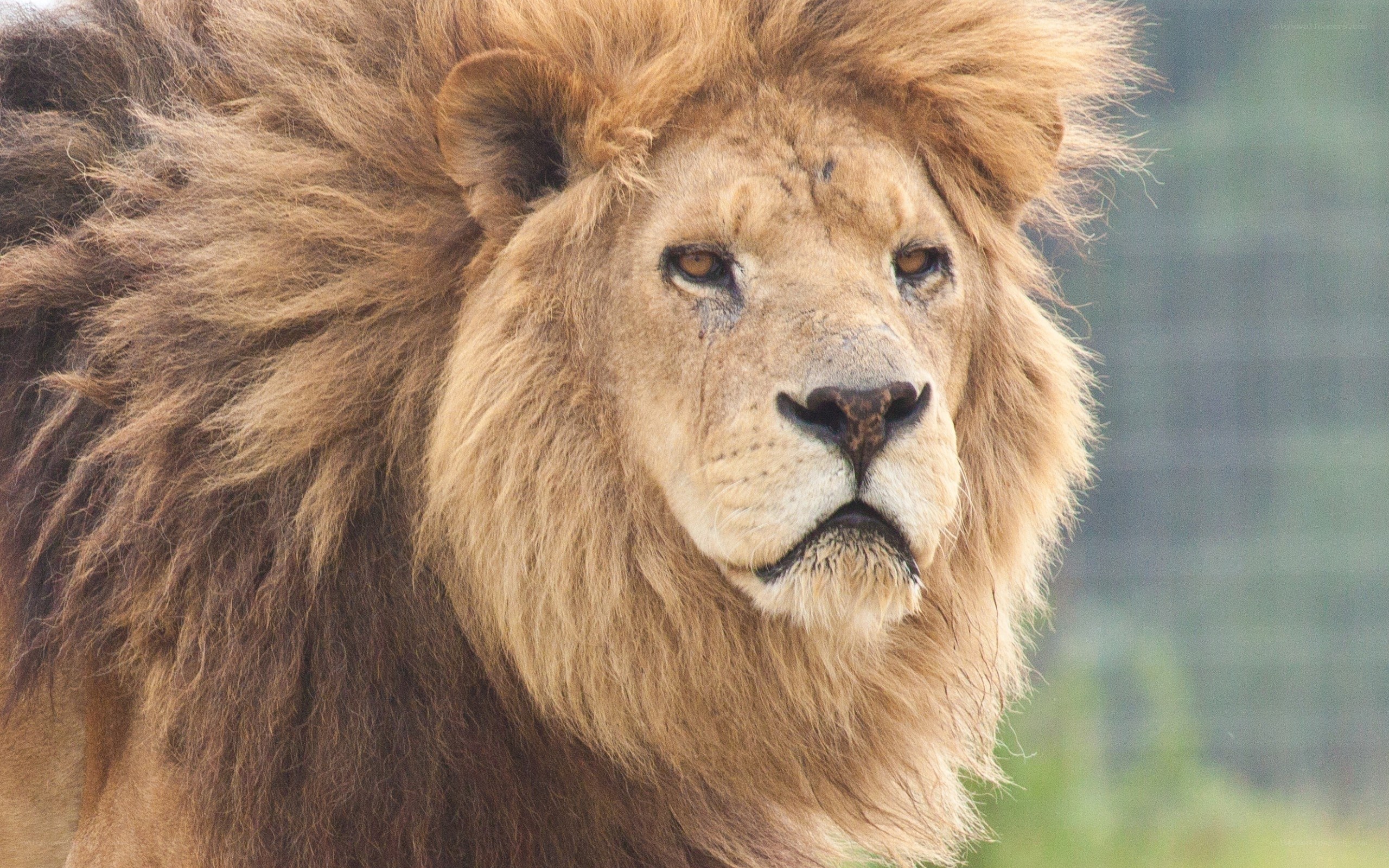 close-up of a male lion