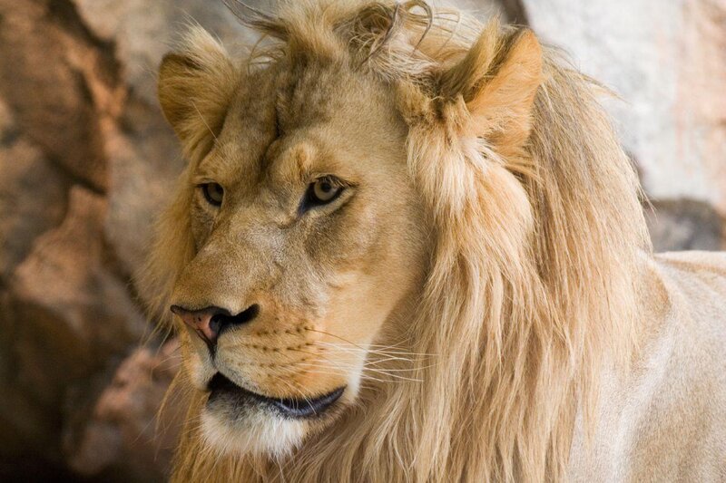close-up of a male lion