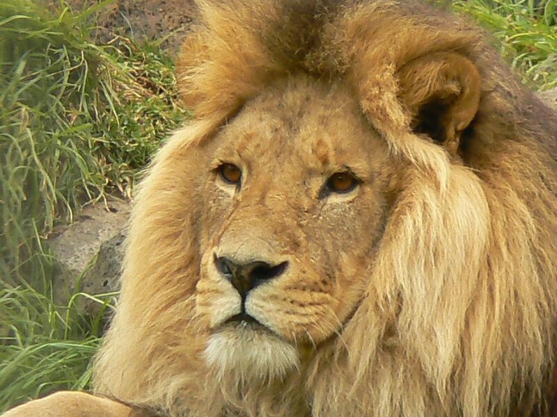 close-up of a male lion