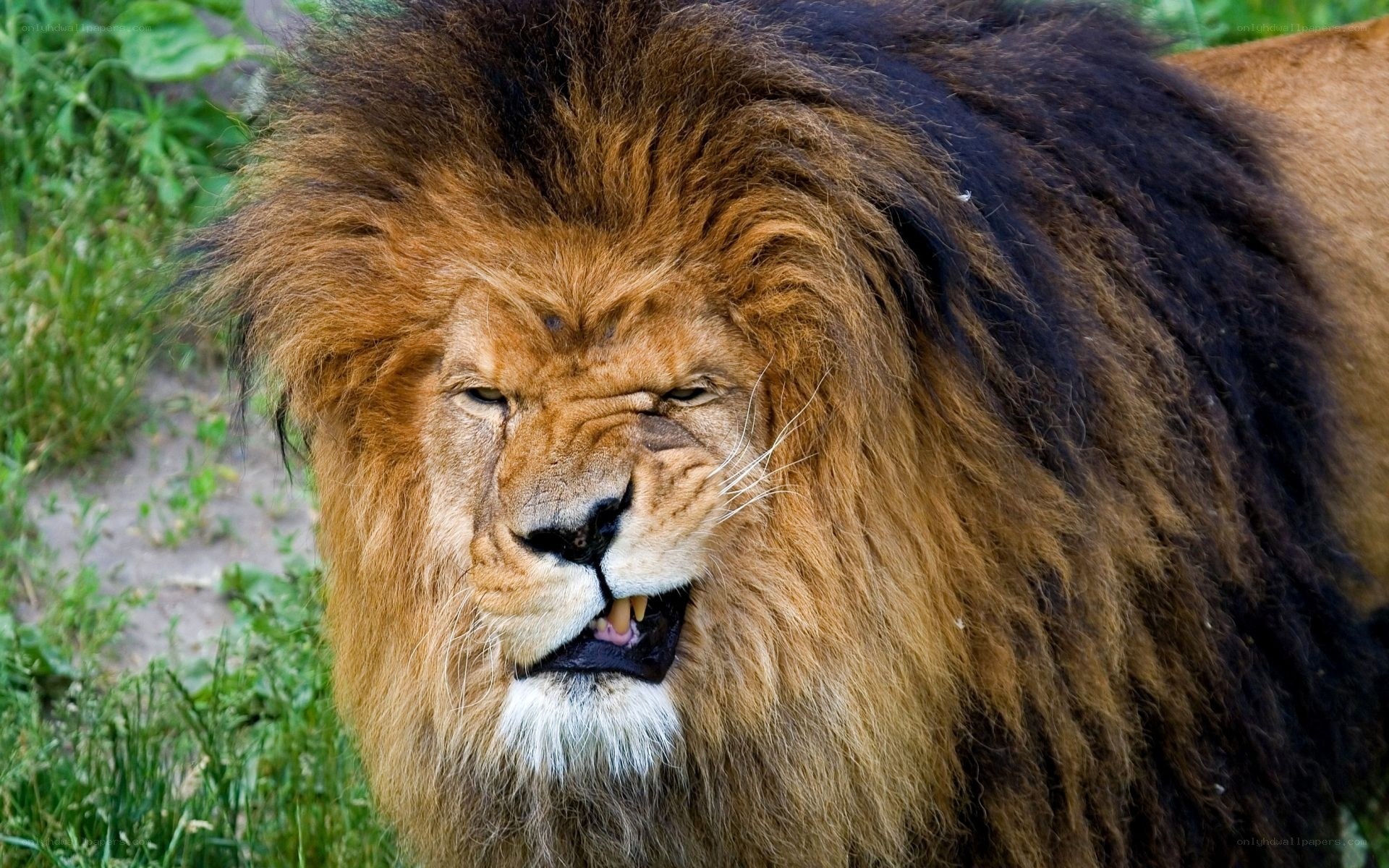 Close-up of a male lion