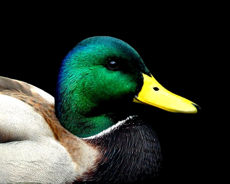 Close-up of a mallard duck