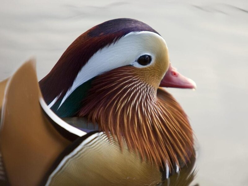 close-up of a mandarin duck