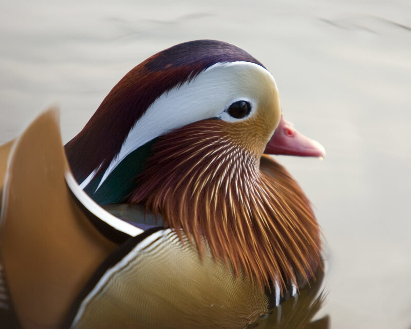 close-up of a mandarin duck