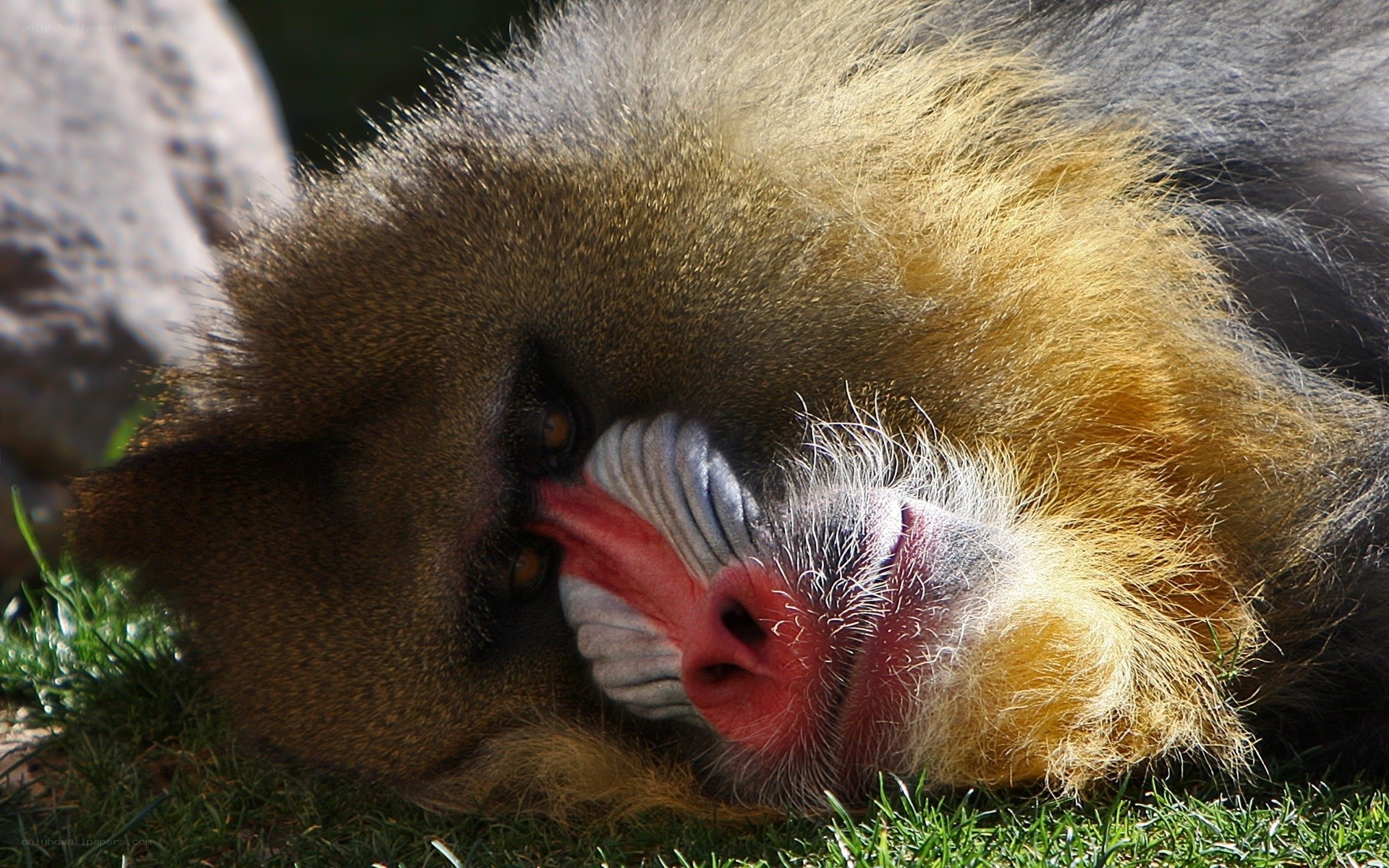 Close-up of a mandrill monkey