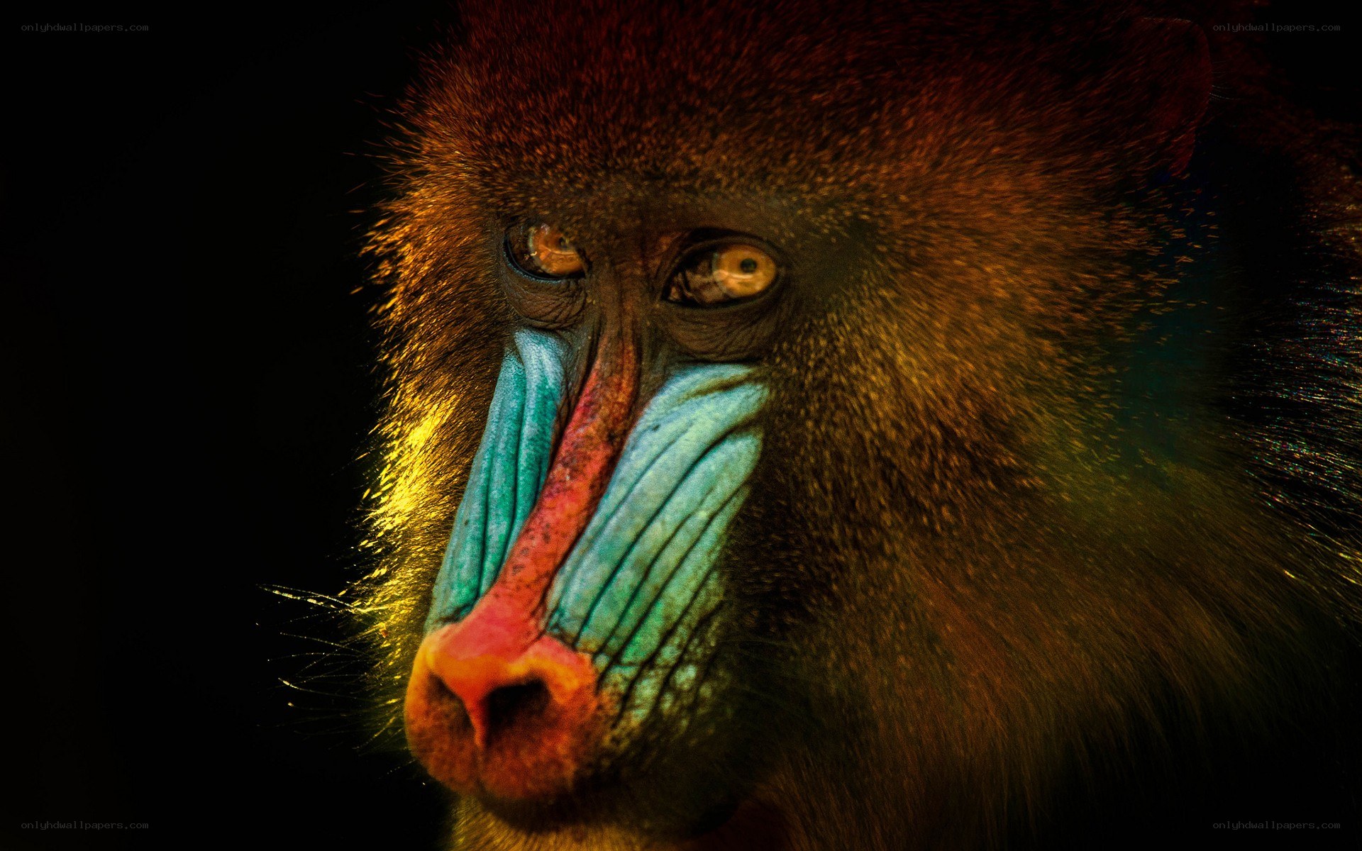 Close-up of a mandrill's face