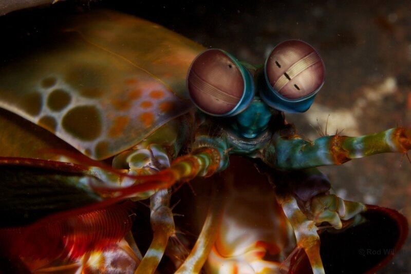 Close-up of a mantis shrimp