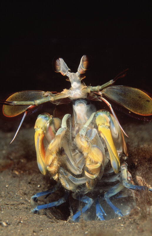 Close-up of a mantis shrimp