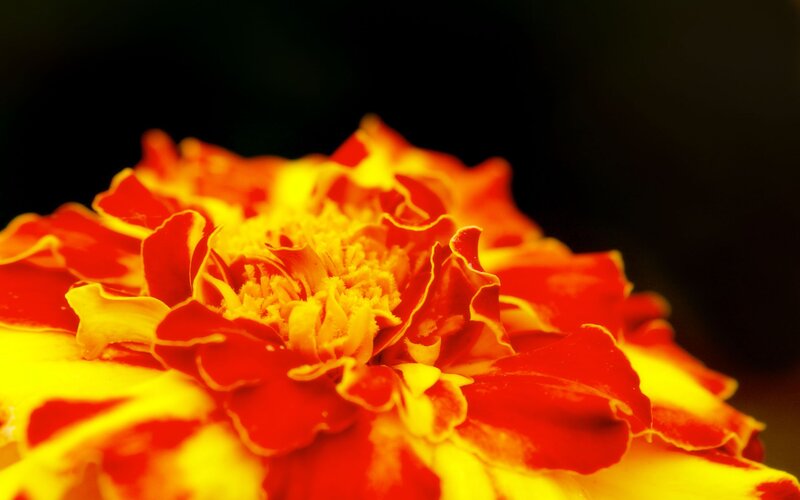 Close-up of a marigold flower