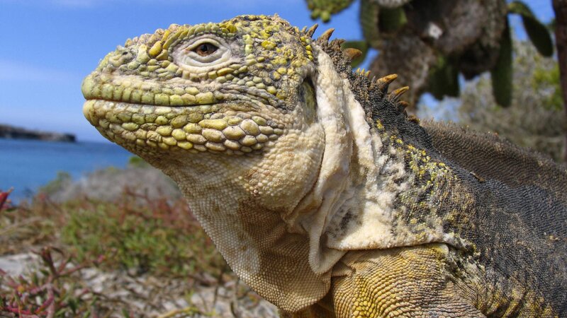 close-up of a marine iguana