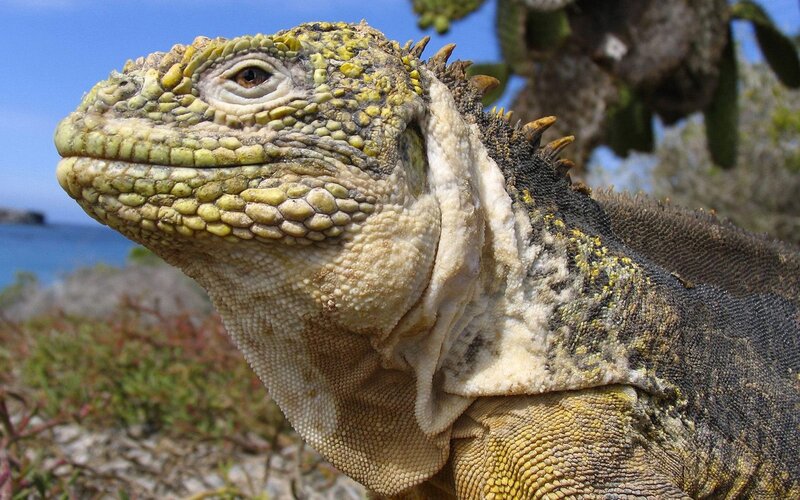 close-up of a marine iguana