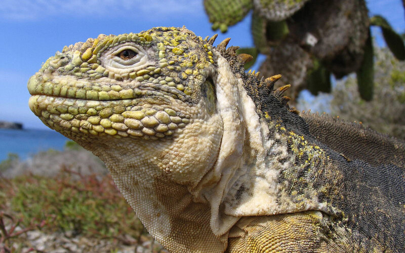 close-up of a marine iguana