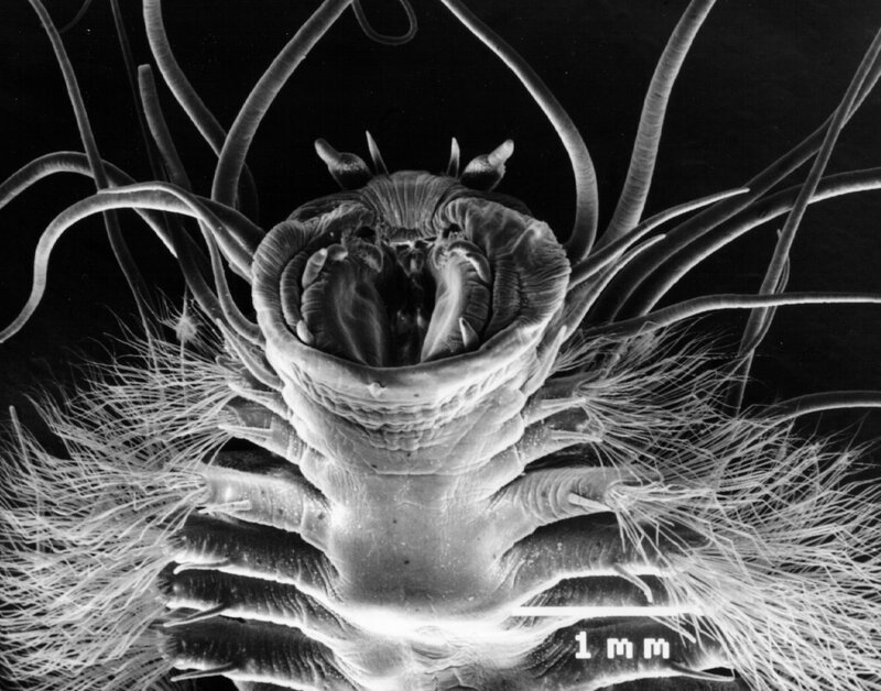 Close-up of a marine worm